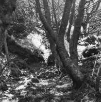 Webb Creek near Thaddeus Welch's cabin, circa 1976