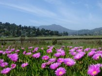 Mt. Tamalpais viewed from across Coyote Creek, 2015