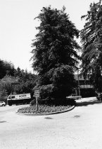 Redwood grove at Miller Ave. and Sunnyside Ave., 1980