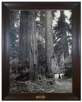 Photograph of a couple at a large Redwood tree probably in Muir Woods