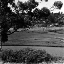 Photo of marshlands and Mt. Tamalpais, circa 1960's