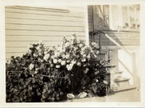Crysanthemum at back of Wetterlau home at Elm Avenue, 1925