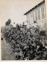 Flowers on the side of Wetterlau home at Elm Avenue, 1925
