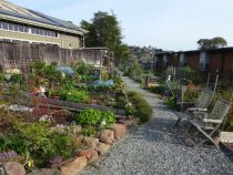 Mill Valley Community Garden, 2017