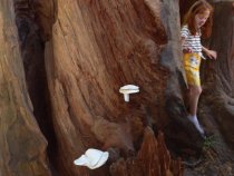 Fall Arts Festival child in the woods, 2019