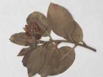 Dried, pressed sample of Arctostaphylos cushingiana