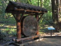 Muir Woods tree ring exhibit, 2019