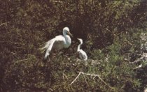Great Egret with Baby Bird