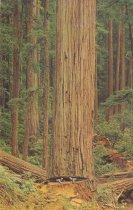 Redwood Tree, Men in It