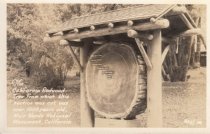 The California Redwood Tree