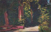 Muir Woods, Mt. Tamalpais Railway