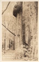 Peculiar Growth of Redwood Burl