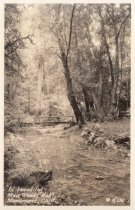 In Beautiful Muir Woods