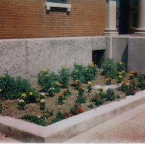Library garden