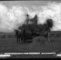 Harvesting Wheat in Clinton