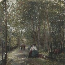 Shaded Path at Bellewood Park