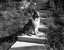 Negative, Sheet Film