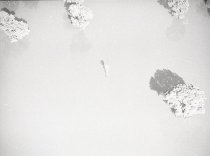 Negative, Sheet Film