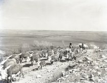 Negative, Sheet Film