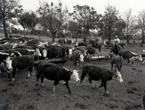 Negative, Sheet Film