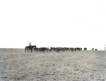 Negative, Sheet Film