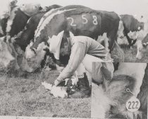 Negative, Sheet Film