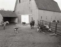 Negative, Sheet Film