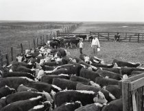 Negative, Sheet Film