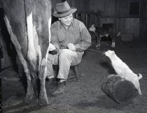 Negative, Sheet Film