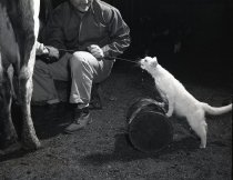 Negative, Sheet Film