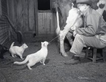 Negative, Sheet Film