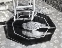 Negative, Sheet Film