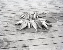 Negative, Sheet Film