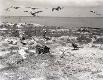 Negative, Sheet Film