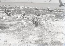 Negative, Sheet Film