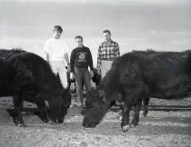 Negative, Sheet Film