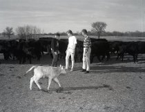 Negative, Sheet Film