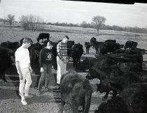 Negative, Sheet Film