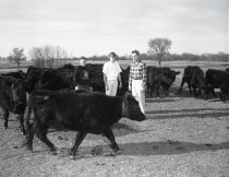 Negative, Sheet Film