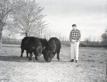 Negative, Sheet Film