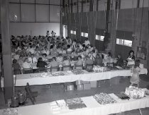 Negative, Sheet Film