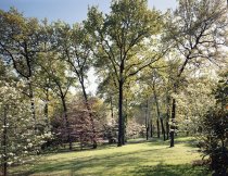 Negative, Sheet Film