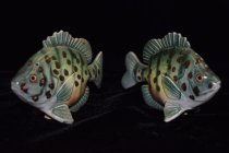 Set, Salt and Pepper