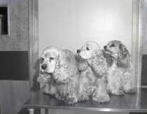 Negative, Sheet Film