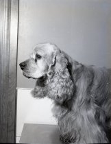 Negative, Sheet Film