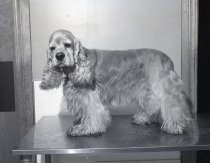 Negative, Sheet Film