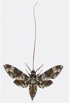 Manduca rustica (sphinx)