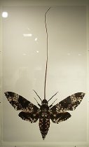 Manduca rustica (sphinx)