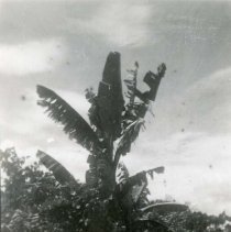 Banana Tree; New Guinea; World War 2
