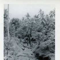 American Soldiers on a Jungle Trail; Philippine Islands; World War 2